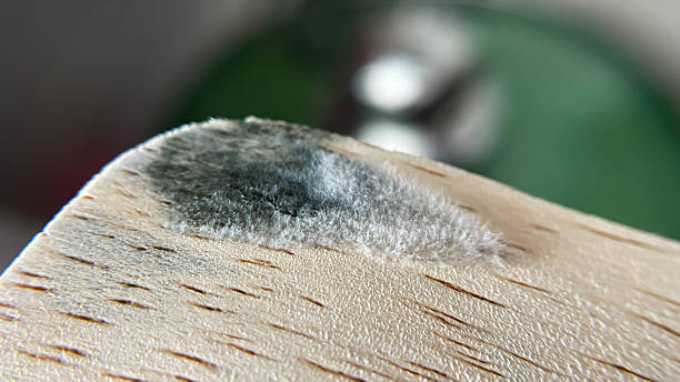 Uncover the truth behind odors: Is there mold lurking under the padding of your ironing board? 1 Close-up of black mold on a wooden surface, possibly part of an old ironing board.
