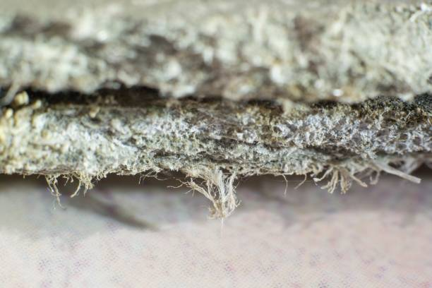 Uncover the truth behind odors: Is there mold lurking under the padding of your ironing board? 2 Fibrous degradation and mold under an old ironing board, showing deterioration.