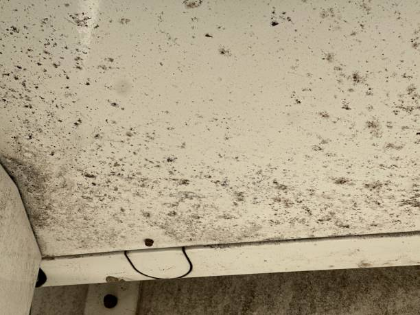 Uncover the truth behind odors: Is there mold lurking under the padding of your ironing board? 3 Extensive black mold spots on a white surface, often found near a stored ironing board.